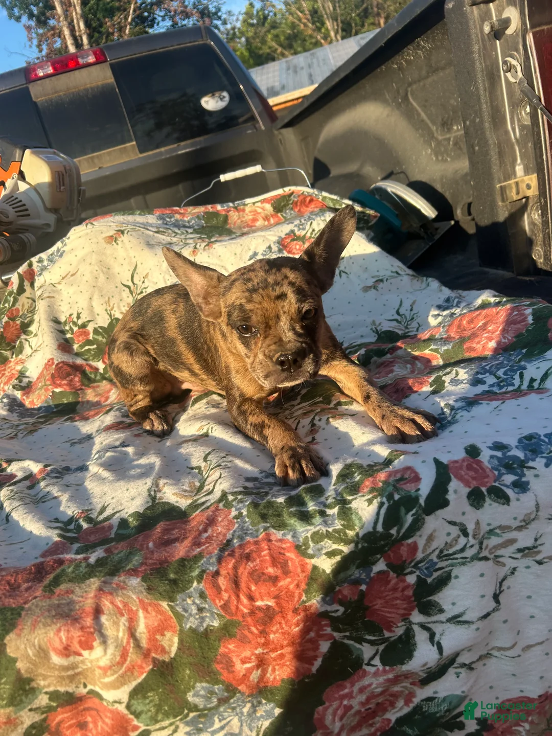 French Bulldog dogs for sale: Marty - Ad 2