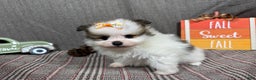 Pomeranian dogs for sale: Pomeranian Puppy 3 - Ad 3