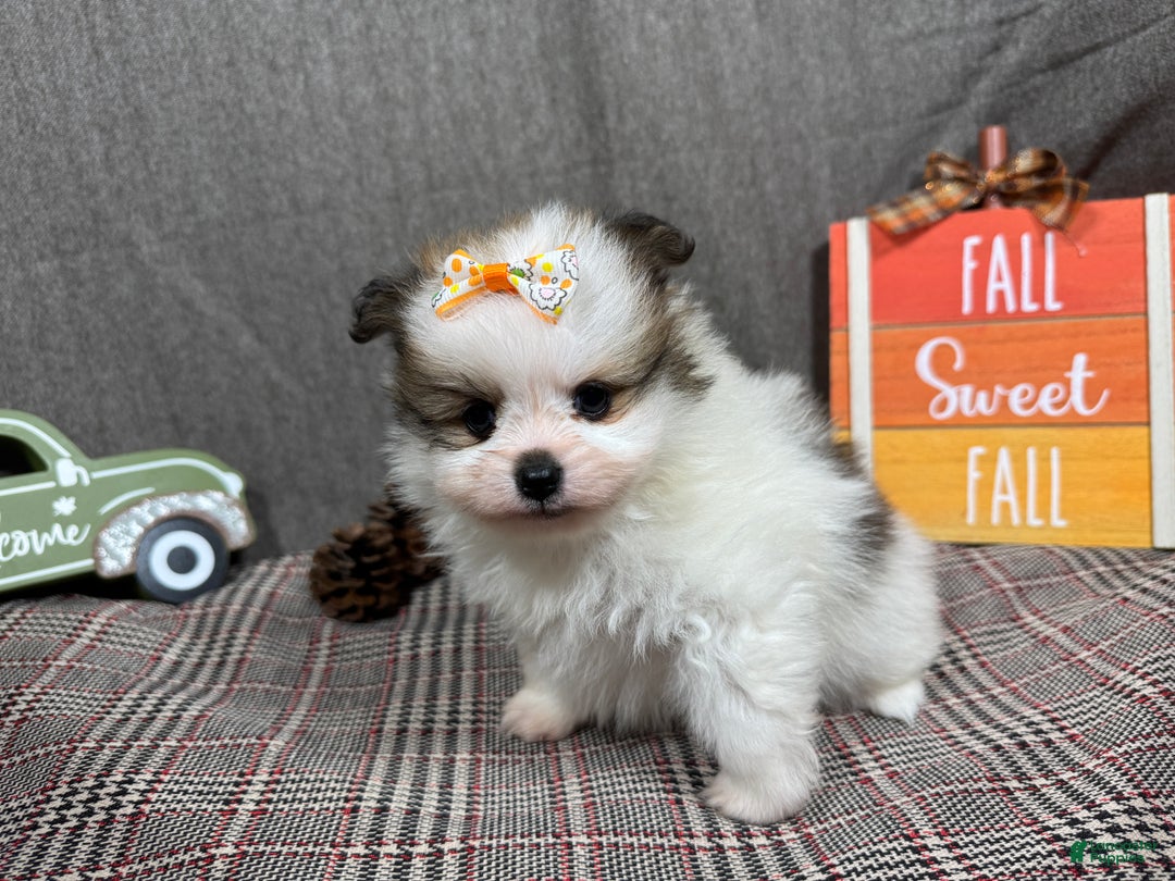 Pomeranian dogs for sale: Pomeranian Puppy 3 - Ad 3