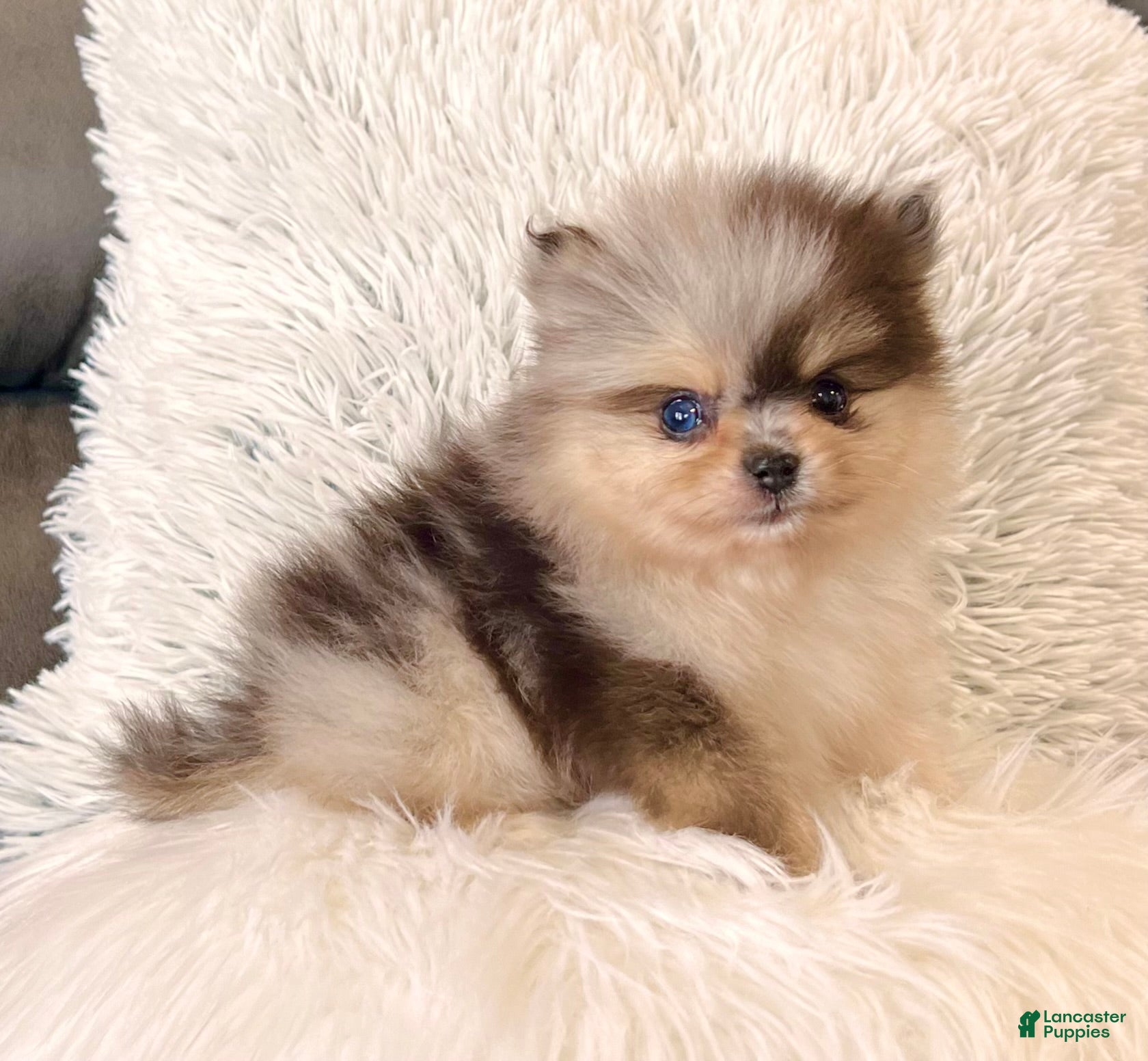 Pomeranian dogs Peanut - Ad 7