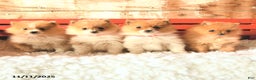 Pomeranian dogs for sale: Trixy - Ad 3