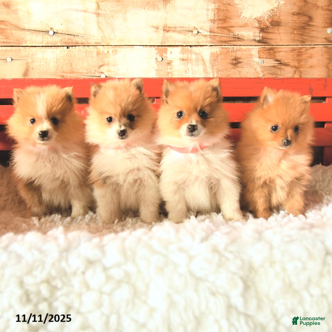 Pomeranian dogs for sale: Trixy - Ad 3