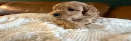 Maltipoo dogs for sale: Maltipoo 1 - Ad 4