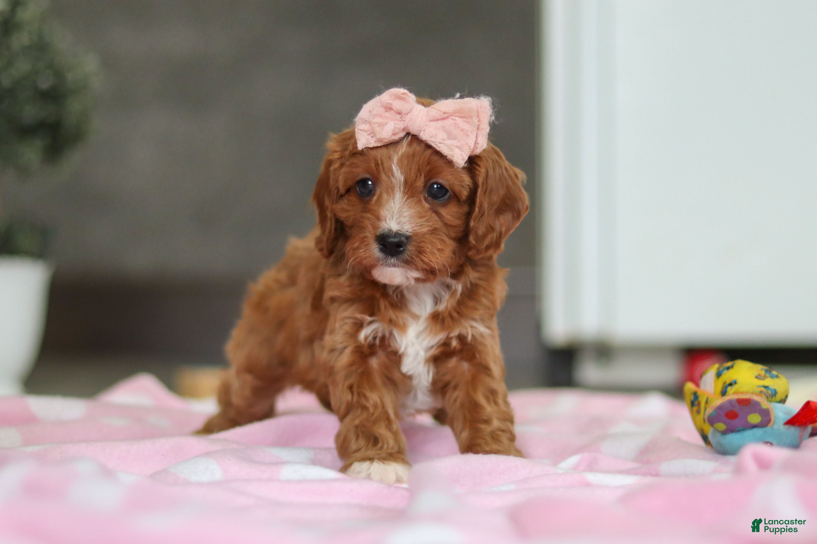 Cavapoo dogs Charlotte - Ad 2