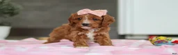 Cavapoo dogs for sale: Charlotte - Ad 2