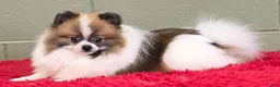 Pomeranian dogs for sale: Bits - Ad 6