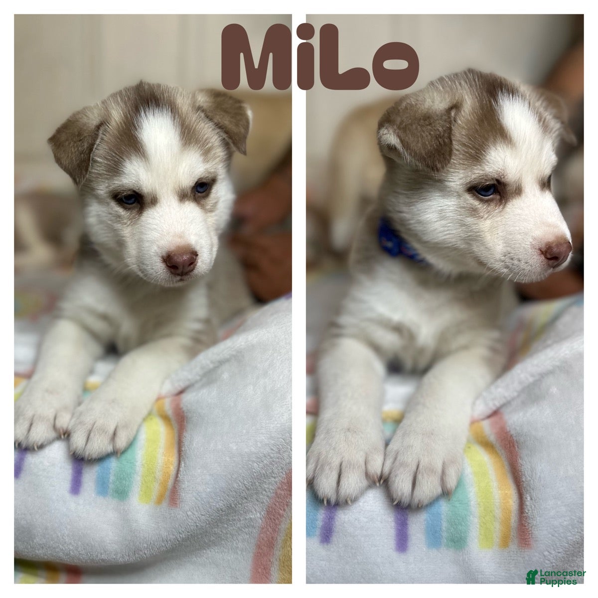 Siberian Husky dogs Milo - Ad 27