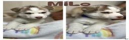 Siberian Husky dogs for sale: Milo - Ad 1