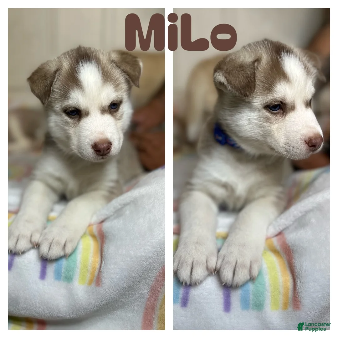 Siberian Husky dogs for sale: Milo - Ad 1