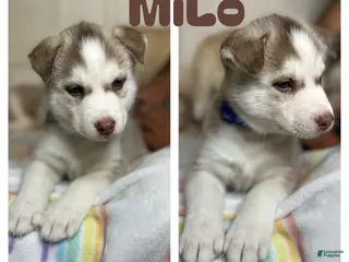 Siberian Husky dogs Milo - Ad 39