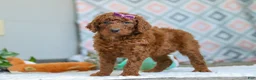 Goldendoodle dogs for sale: Chloe - Ad 2