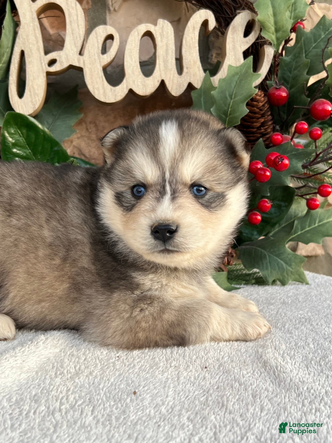 Pomsky dogs for sale: Holly - Ad 3