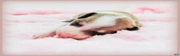 Italian Greyhound dogs for sale: Sunny - Ad 3