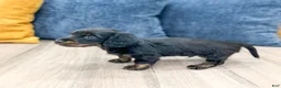 Miniature Dachshund dogs for sale: Jack - Ad 4