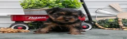 Yorkshire Terrier dogs for sale: Jett - Ad 3