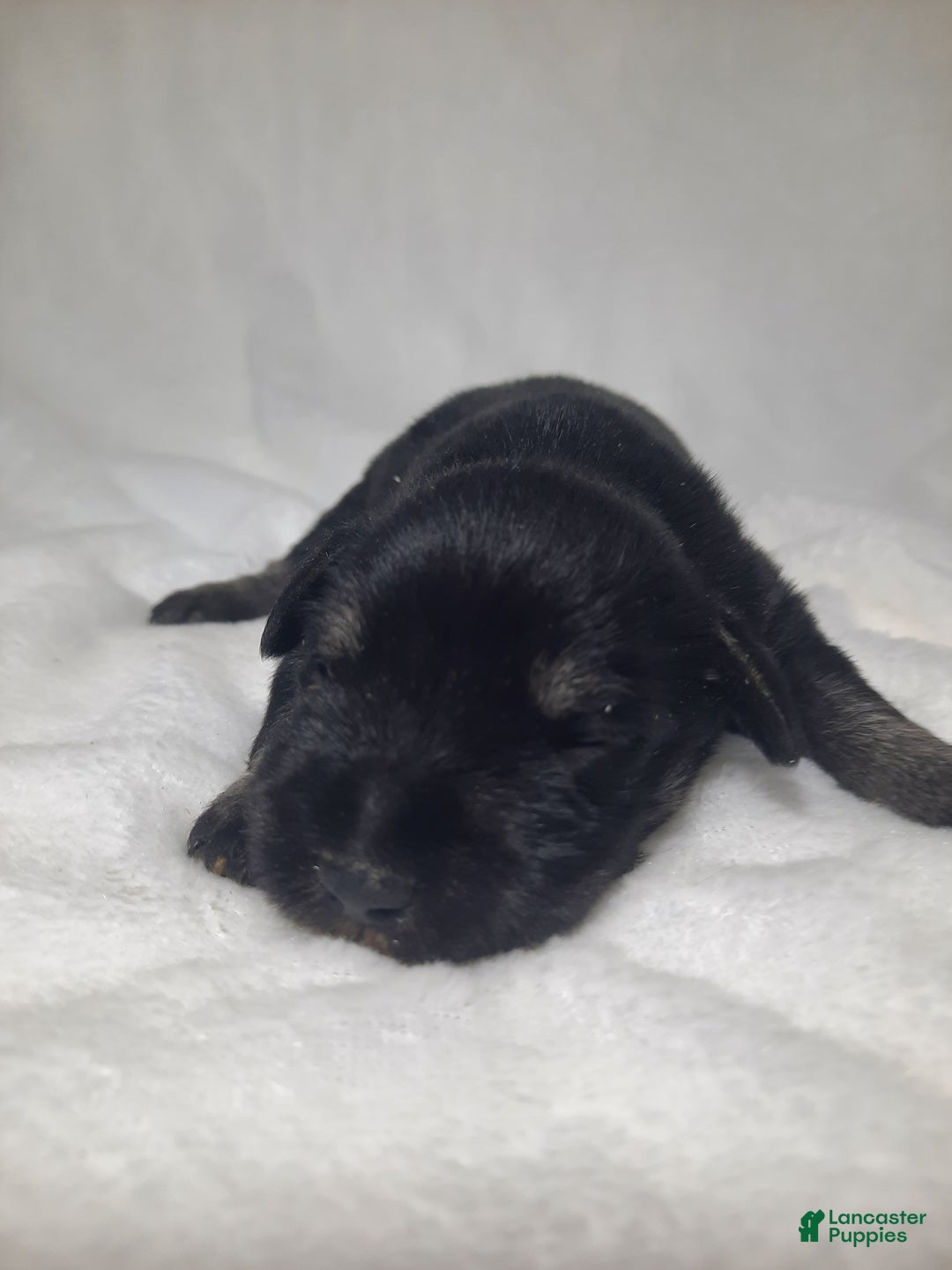 Miniature Schnauzer dogs for sale: AKC Hot Rod - Ad 4