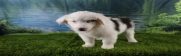 Miniature Australian Shepherd dogs for sale: Irene - Ad 2