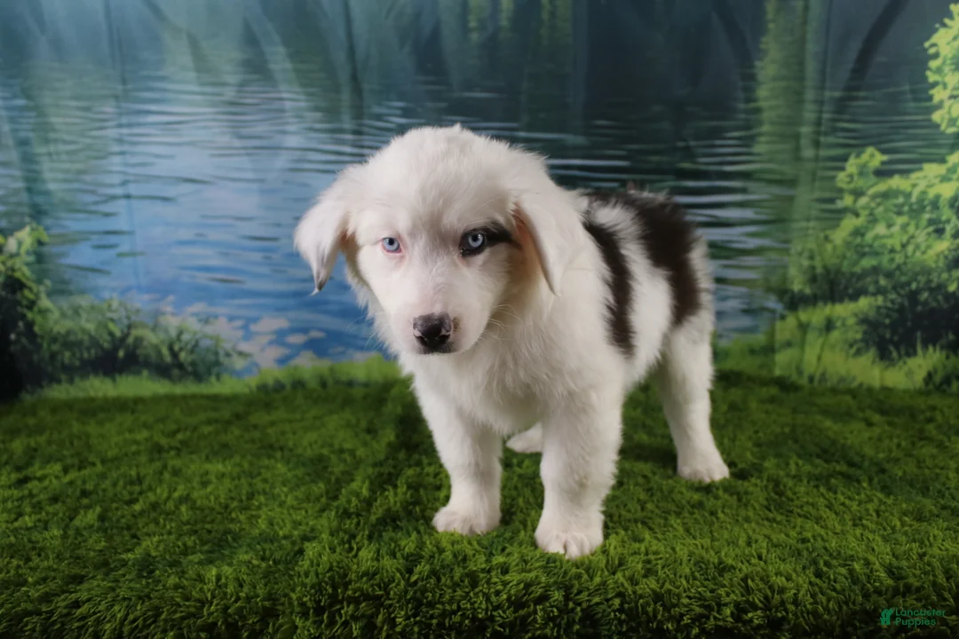 Miniature Australian Shepherd dogs for sale: Irene - Ad 2