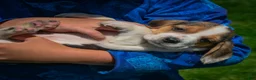 Beagle dogs for sale: Norris - Ad 6