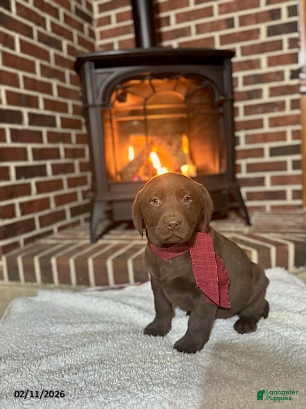 Labrador Retriever dogs Brandon - Ad 14