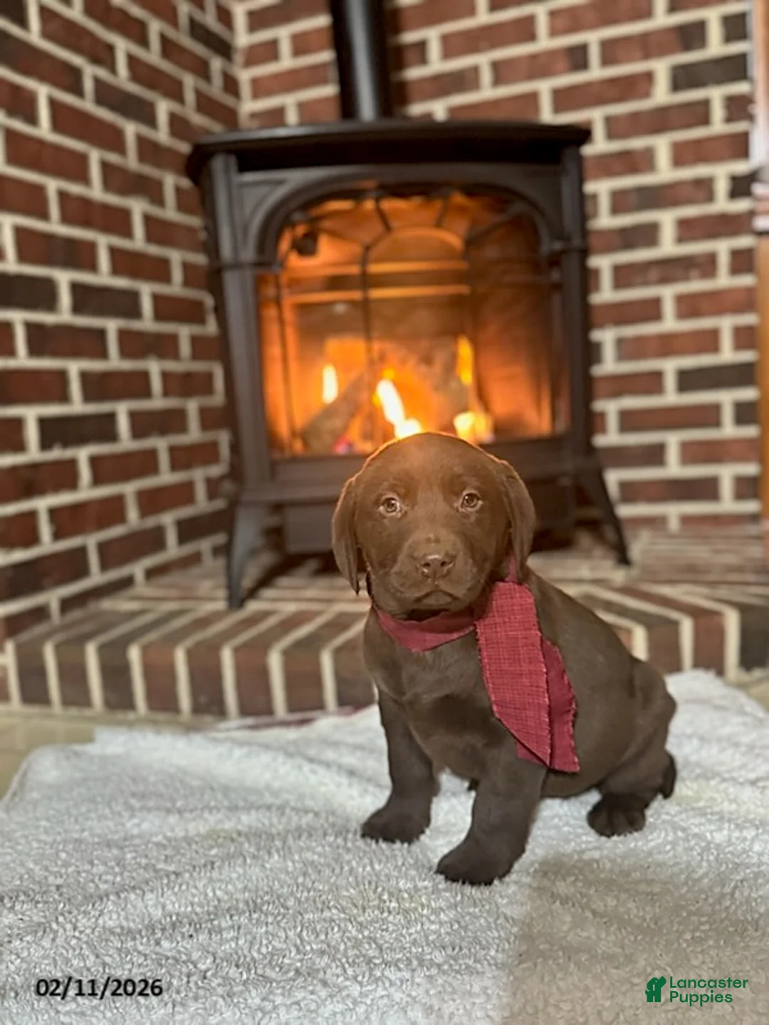 Labrador Retriever dogs for sale: Brandon - Ad 1