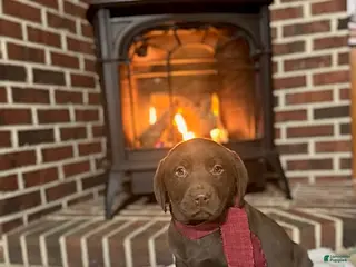 Labrador Retriever dogs Brandon - Ad 14