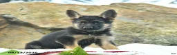 German Shepherd dogs for sale: Autumn  - Ad 4