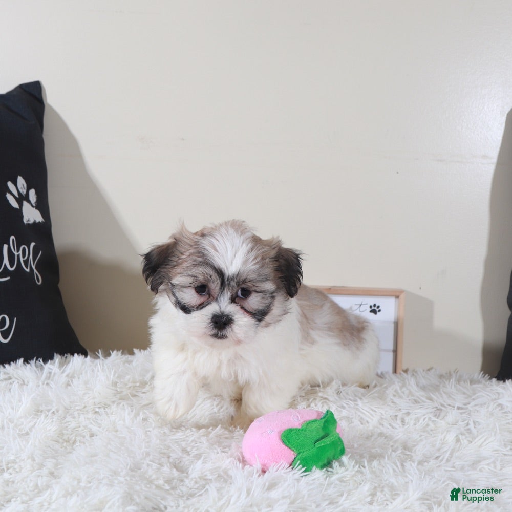 Teddy Bear dogs Teddy Bear Honey - Ad 2