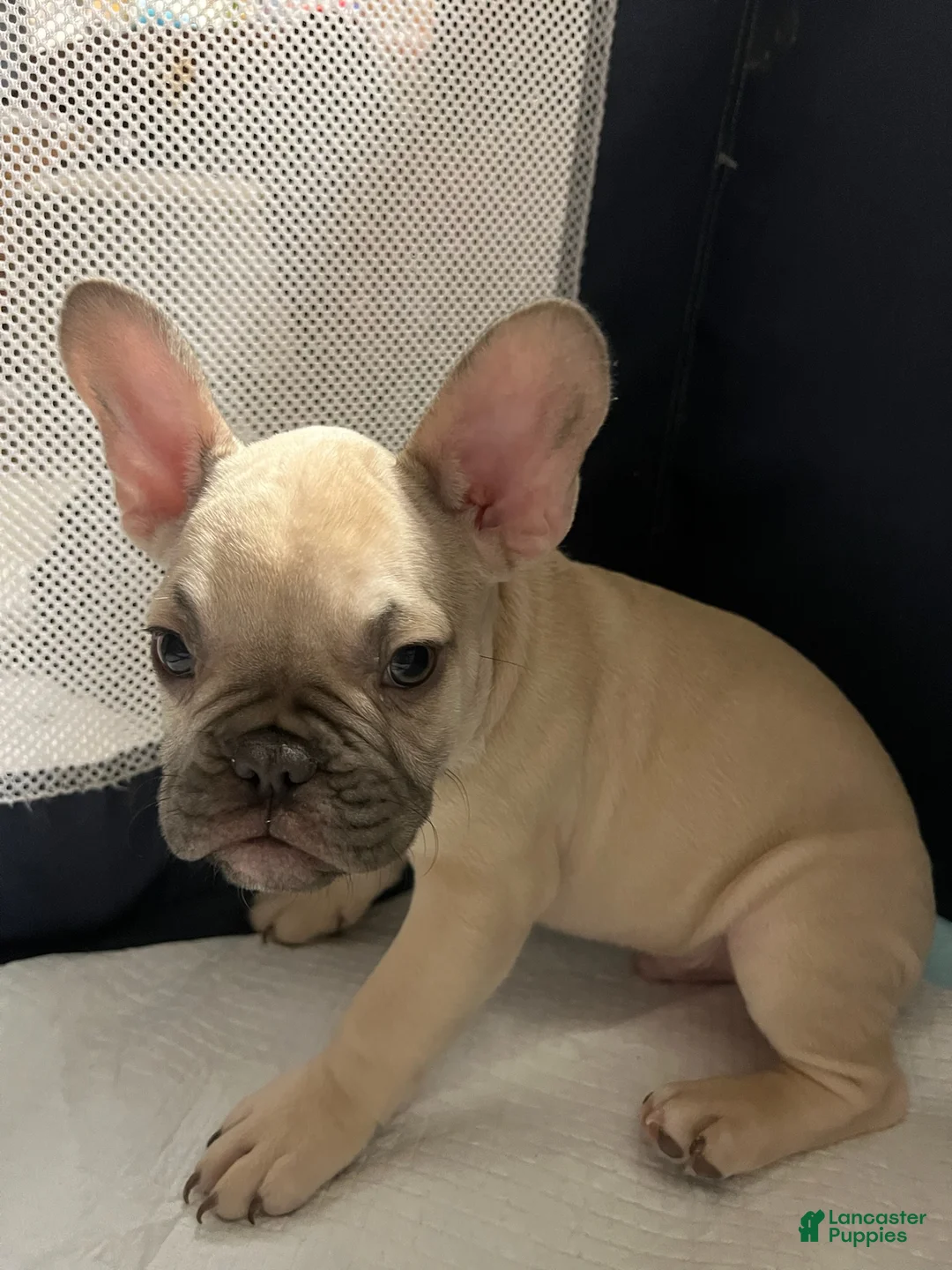 French Bulldog dogs for sale: Quasimodo - Ad 10