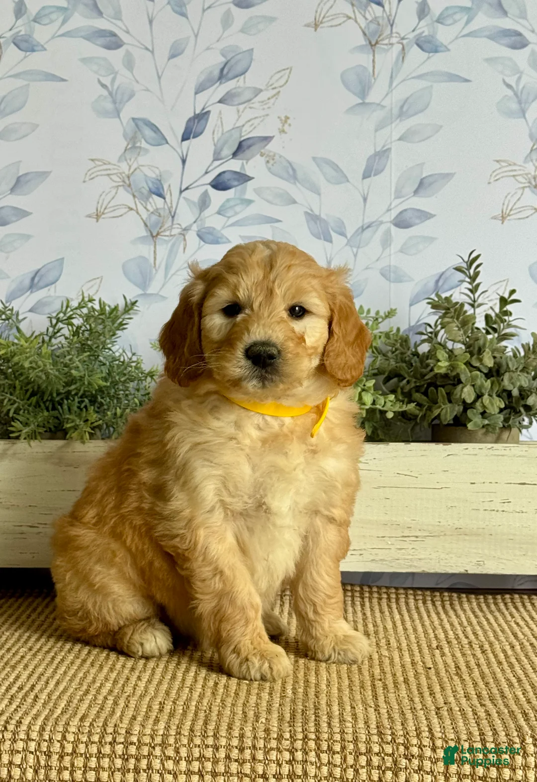 Mixed Breed dogs for sale: Kendra - Ad 1