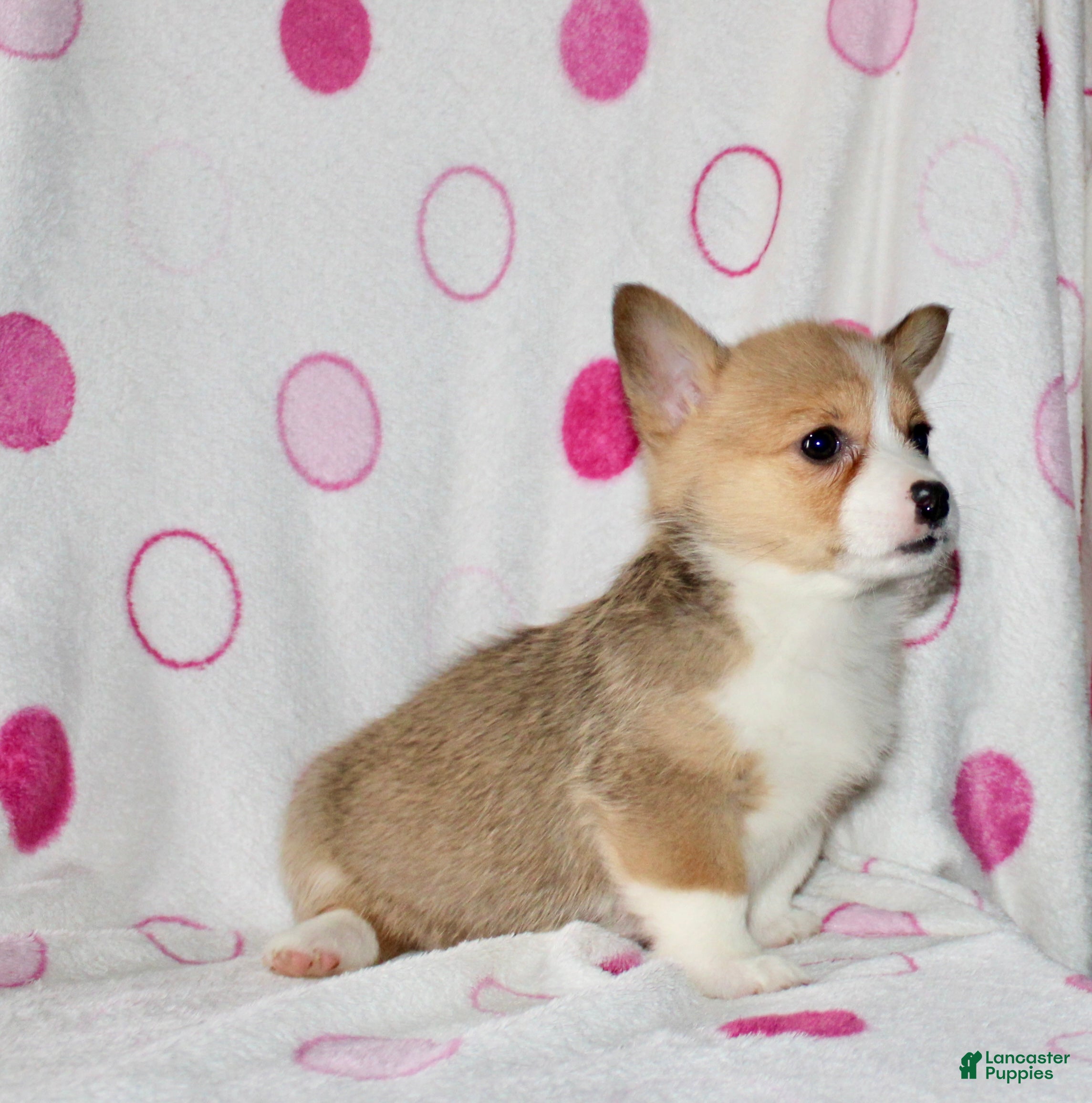 Welsh Corgi Pembroke dogs Kendra - Ad 2