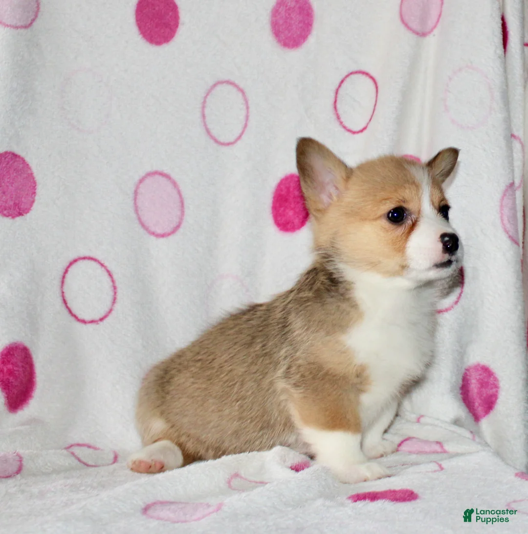 Welsh Corgi Pembroke dogs for sale: Kendra - Ad 2