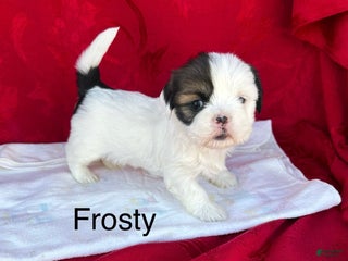 Lhasa Apso dogs Lhasa Apso Puppy 1 - Ad 20