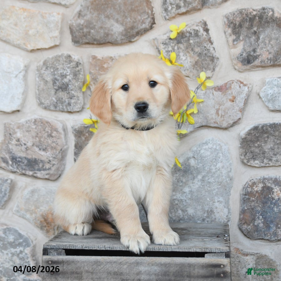 Golden Retriever dogs Duke - Ad 1