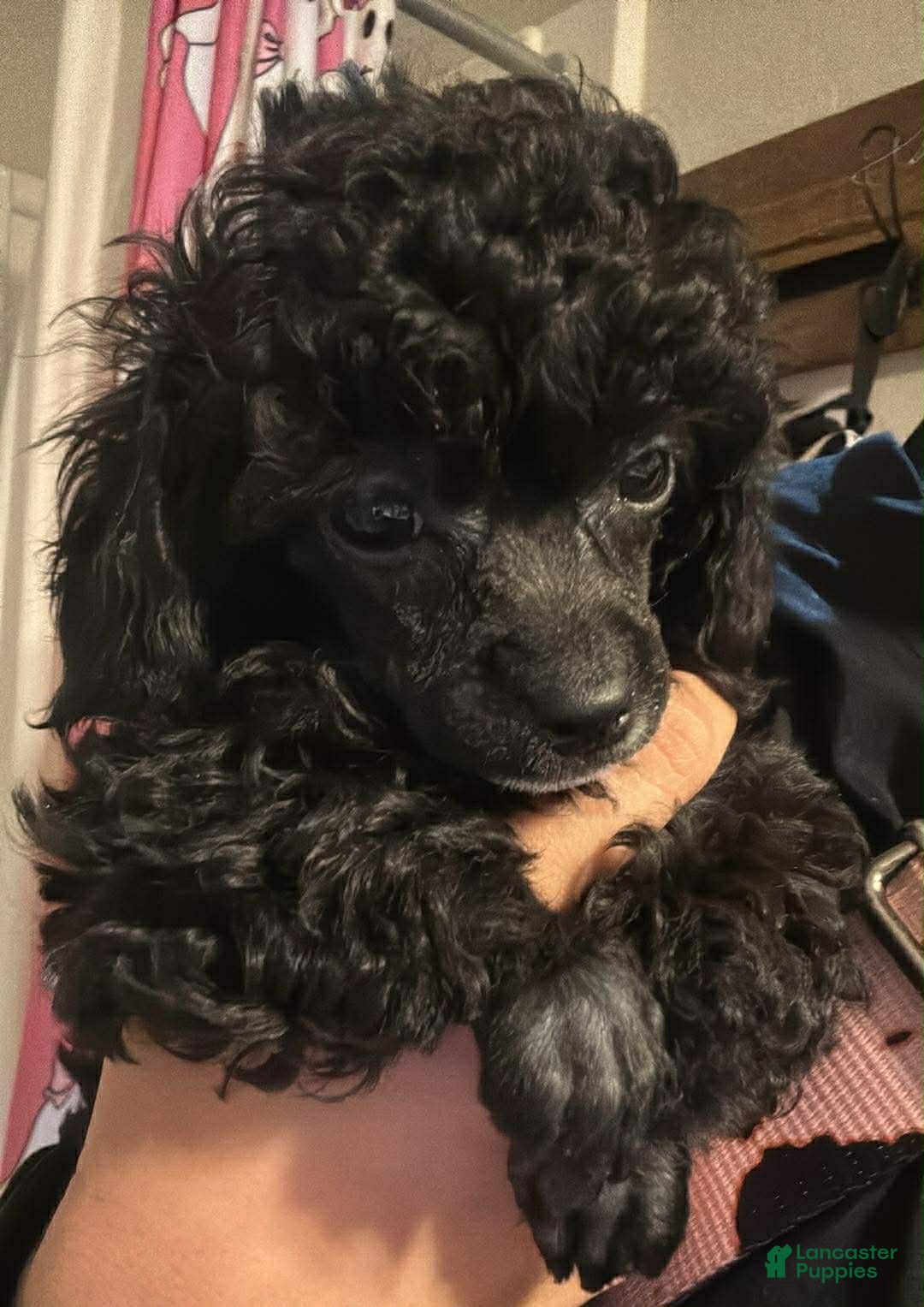 Toy Poodle dogs Toy Poodle 1 - Ad 28