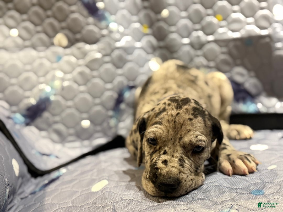 Great Dane dogs for sale: Howard - Ad 3