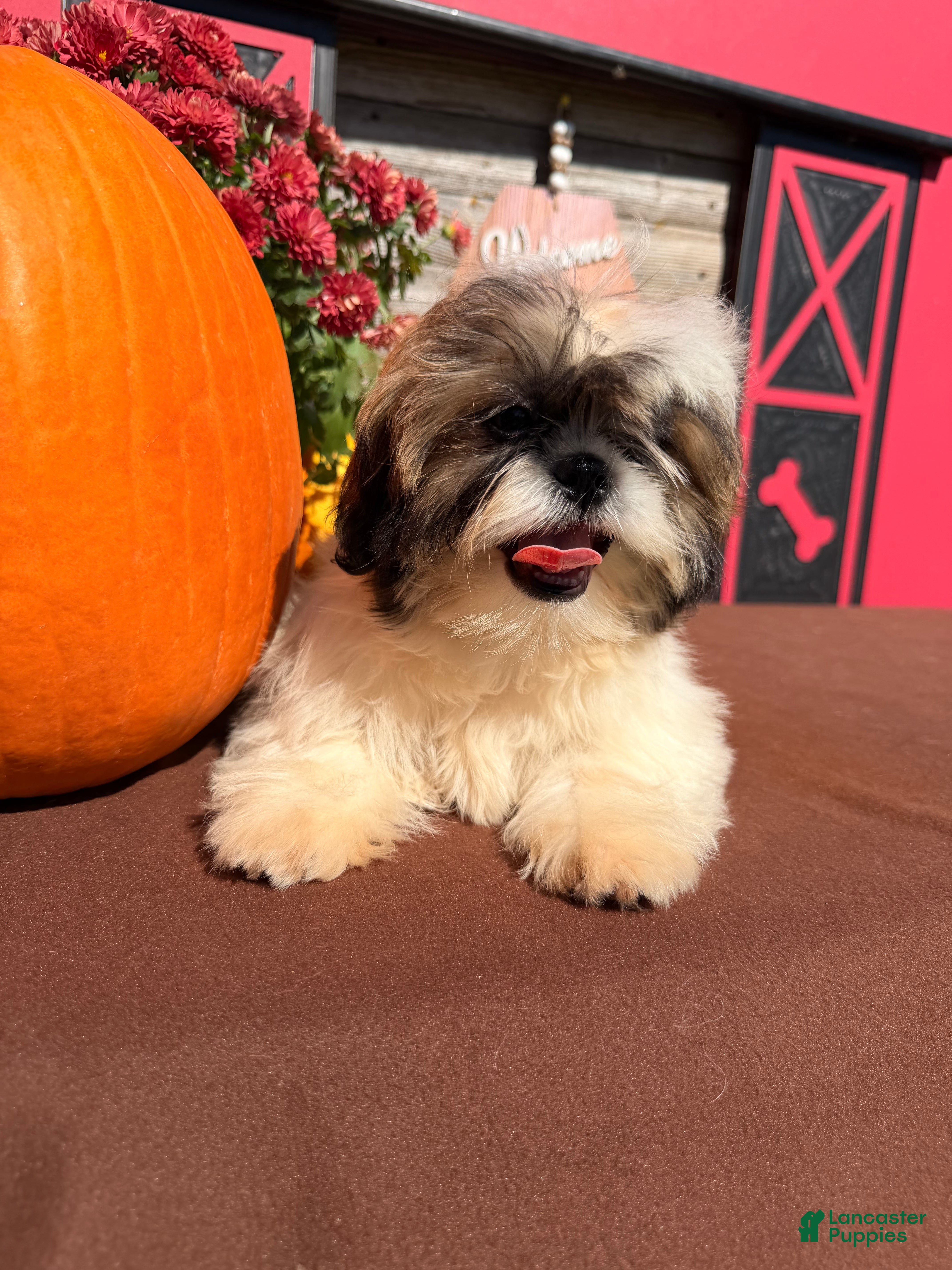 Shih Tzu dogs Queenie Shih Tzu  - Ad 1