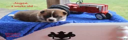 Shiba Inu dogs for sale: Jayce - Ad 4