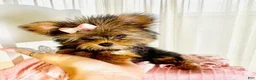 Yorkshire Terrier dogs for sale: Teacup Yorkshire Terrier 1 - Ad 1