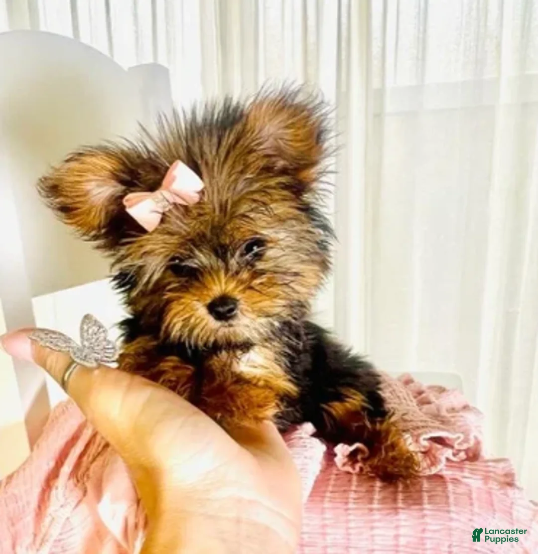 Yorkshire Terrier dogs for sale: Teacup Yorkshire Terrier 1 - Ad 1