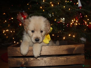 Golden Retriever dogs Golden Retriever Puppy yellow - Ad 23