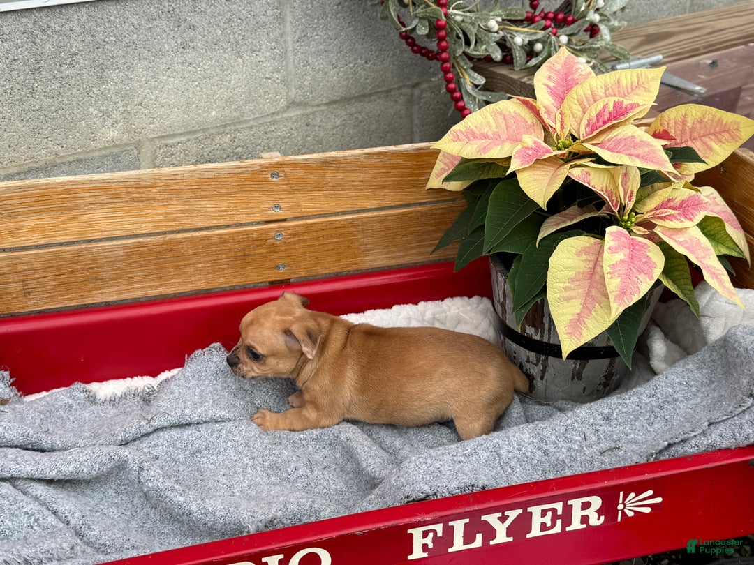 Chihuahua dogs for sale: Cocoa - Ad 2