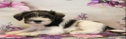 Miniature Schnauzer dogs for sale: Sienna - Ad 3