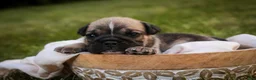 English Bulldog dogs for sale: Winnie English Bulldog  - Ad 3