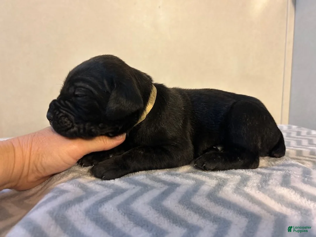 Cane Corso dogs for sale: Cane Corso Puppy 7 - Ad 1