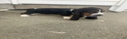 Basset Hound dogs for sale: Libby - Ad 3