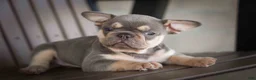 French Bulldog dogs for sale: 🐾 Meet Kingston — A Happy Little Frenchie with Plenty of Love to Give! 🐾 - Ad 18