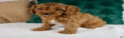 Cavapoo dogs for sale: Blake - Ad 5