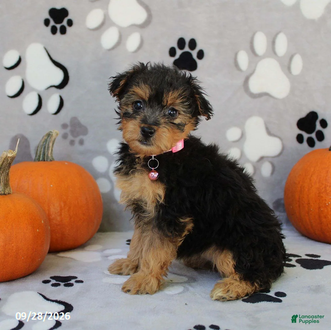 Yorkiepoo dogs for sale: Sabrina - Ad 1