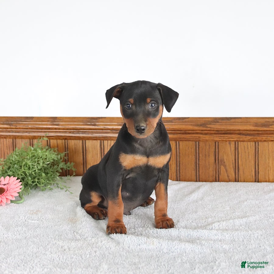 Miniature Pinscher dogs Jagger - Ad 1